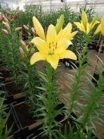 [4374 Scipione No101.JPG]